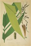 (BOTANICAL.) Barbosa Rodrigues, J. Sertum Palmarum Brasiliensium ou Relation des Palmiers Nouveaux du Brésil.